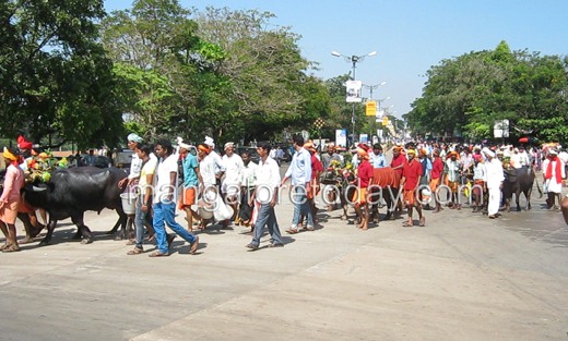 Kambala protes...